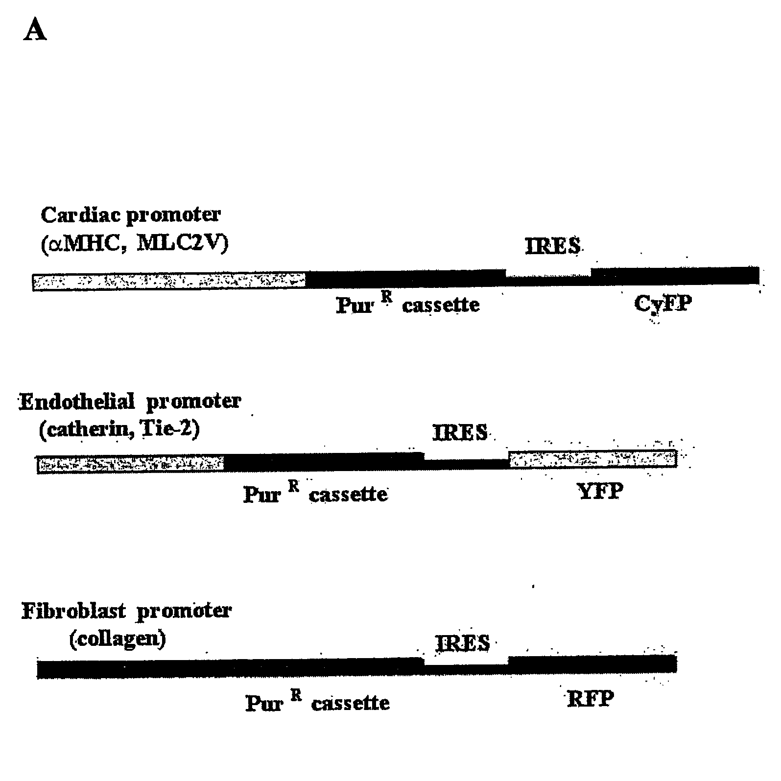 Tissue Modeling in Embryonic Stem (Es) Cell System