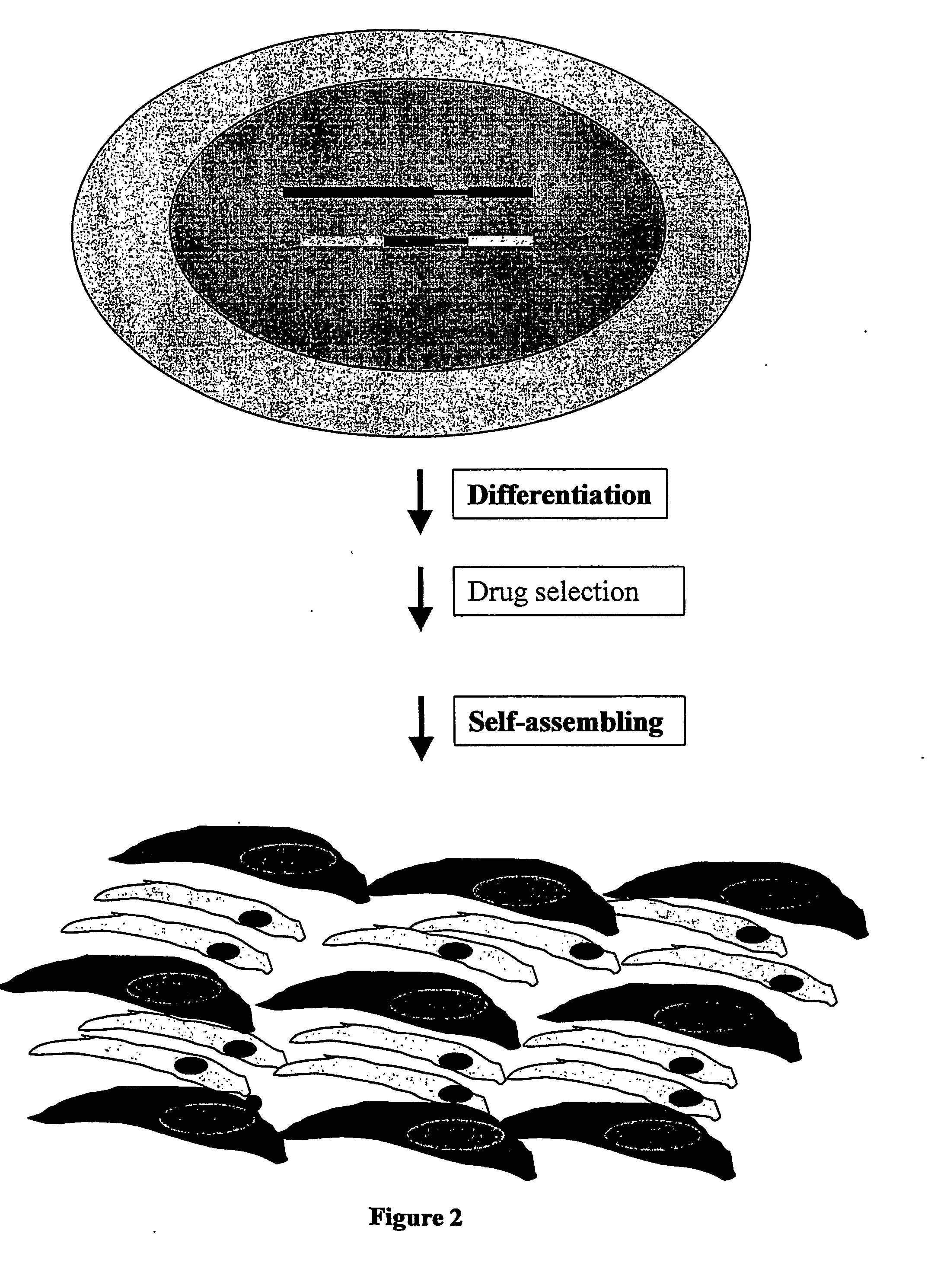 Tissue Modeling in Embryonic Stem (Es) Cell System