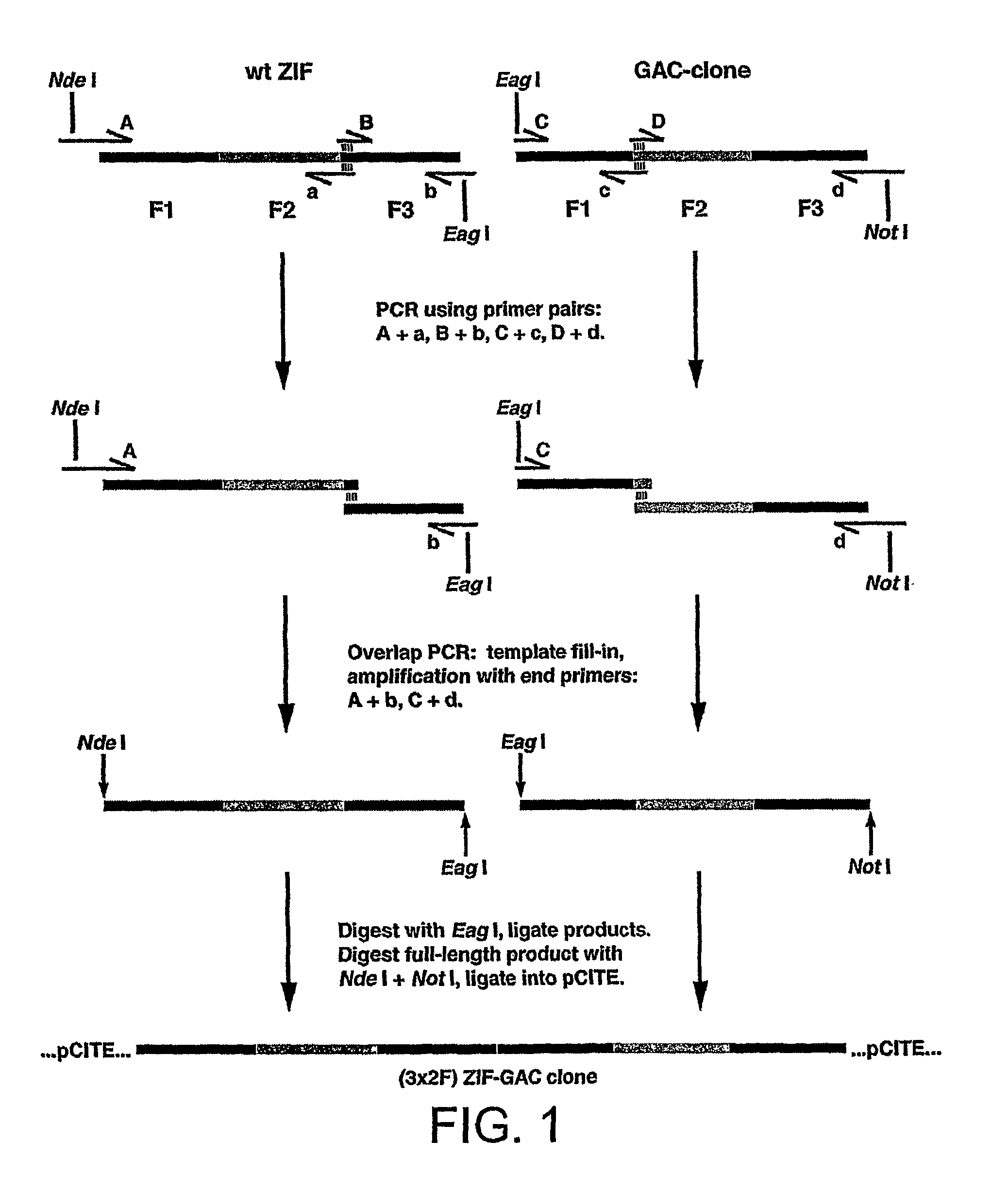 Methods and compositions for linking binding domains in nucleic acid binding proteins