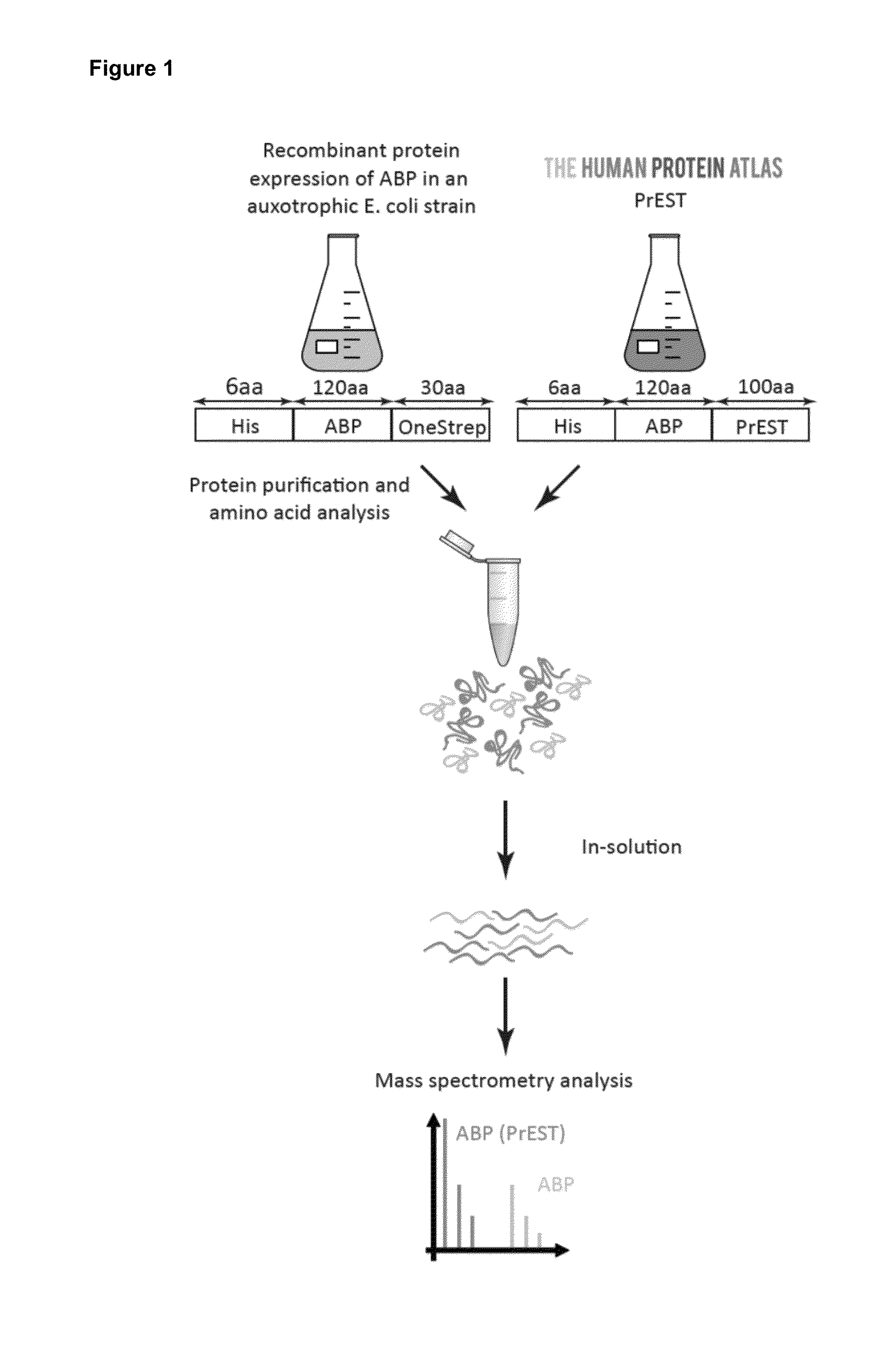 Quantitative standard for mass spectrometry of proteins