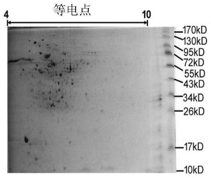 Candidate component of tuberculosis vaccine and vaccine containing the component