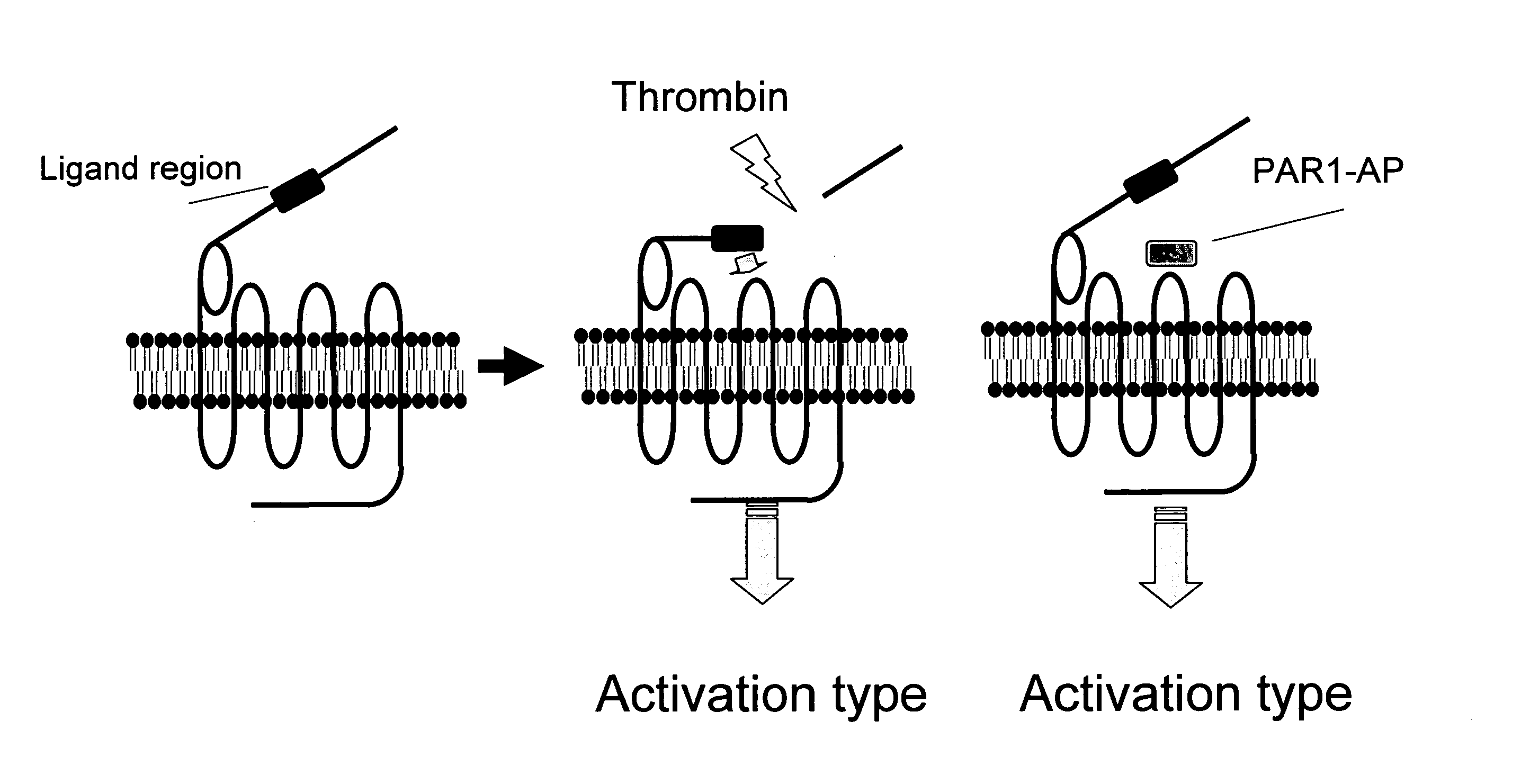 Remedy for Angiospasm Accompanying Subarachnoid Hemorrhage Containing Thrombin Receptor Antagonist as the Active Ingredient