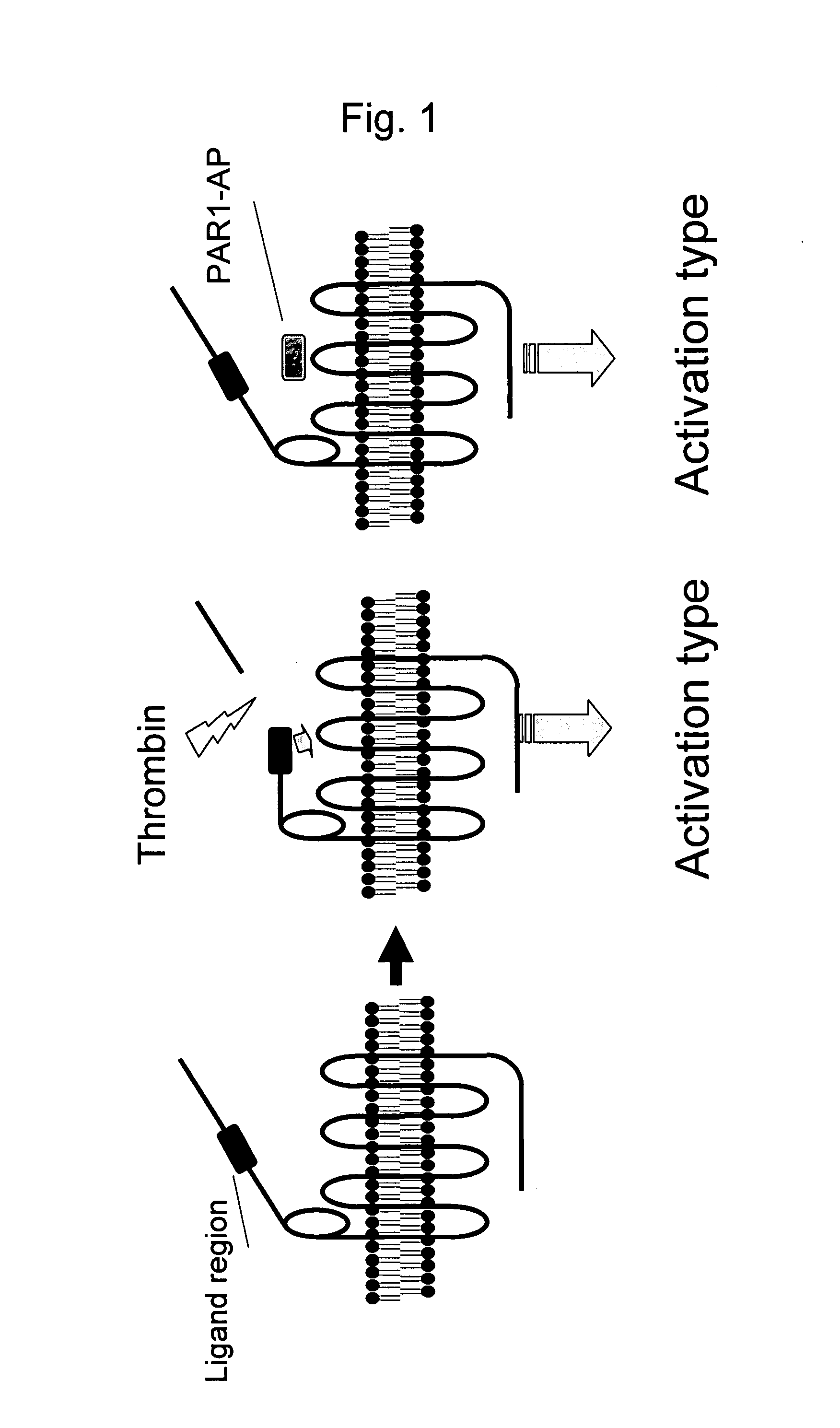 Remedy for Angiospasm Accompanying Subarachnoid Hemorrhage Containing Thrombin Receptor Antagonist as the Active Ingredient