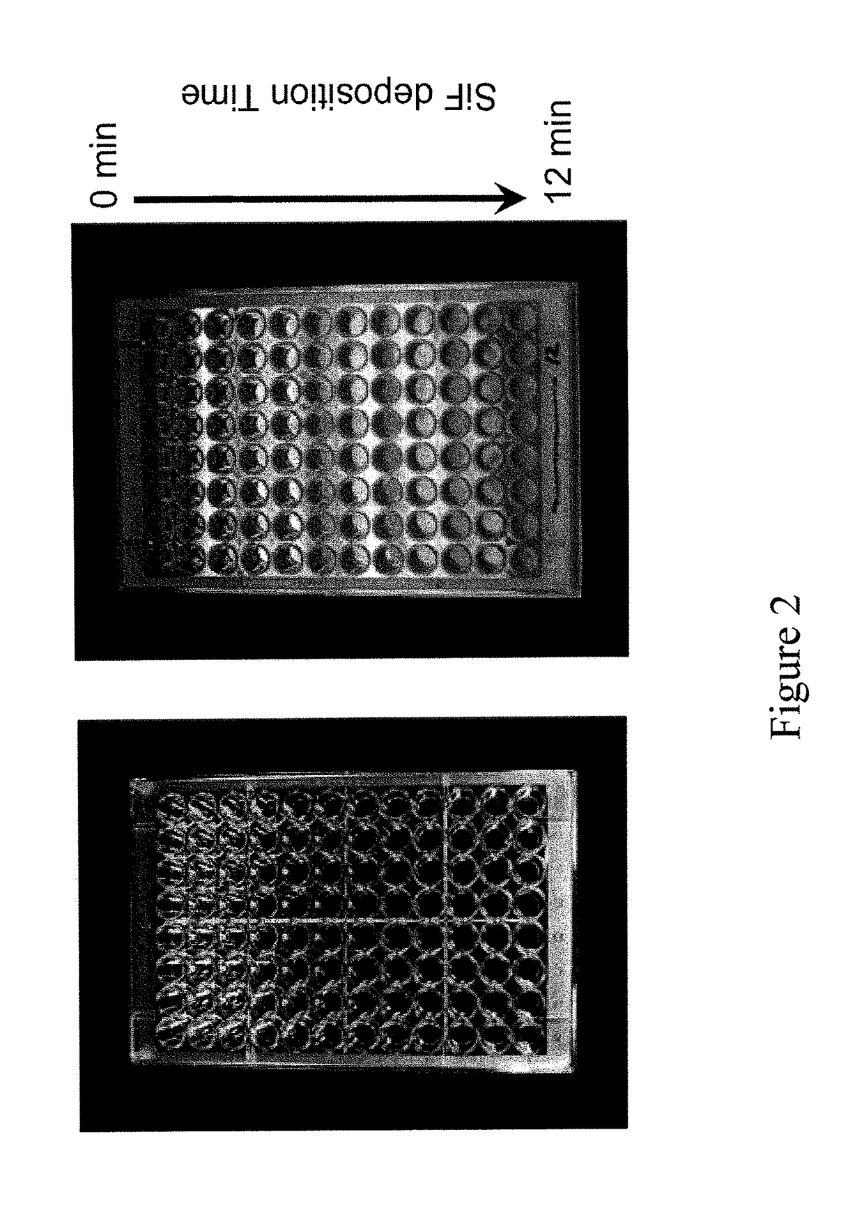 Ultra-fast pathogen toxin detection assay based on microwave-accelerated metal-enhanced fluorescence