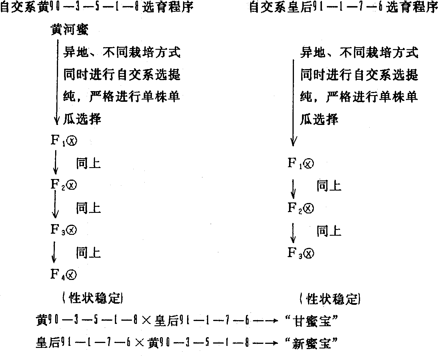 Breeding method for one-generation hybrid thick peel mushmelon