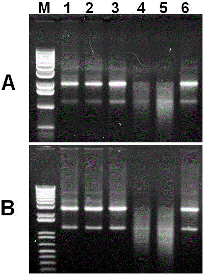 A kind of RNA preservation liquid, the test kit comprising this preservation liquid and application thereof