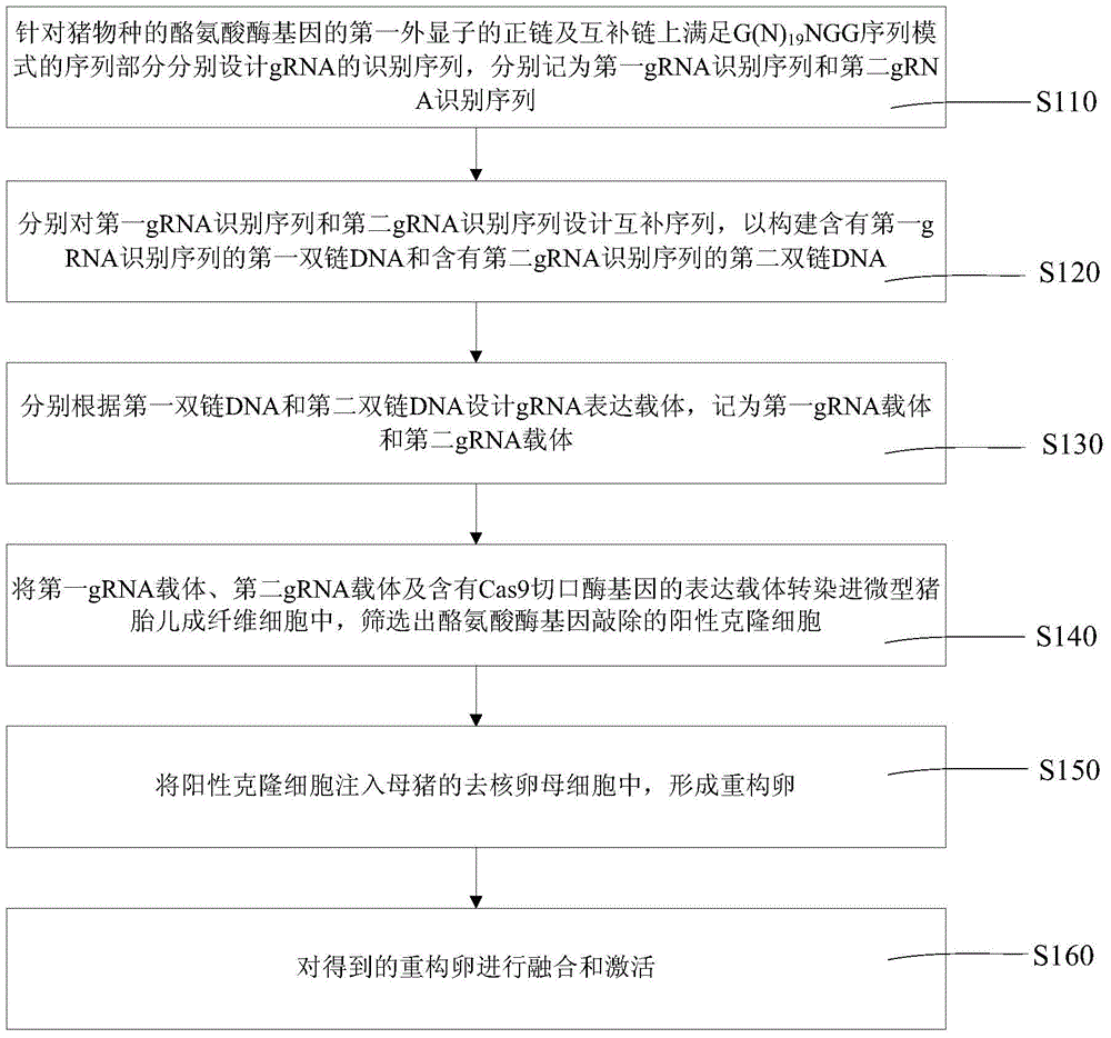 Reconstructed eggs of albinism model pigs and its construction method and construction method of model pigs