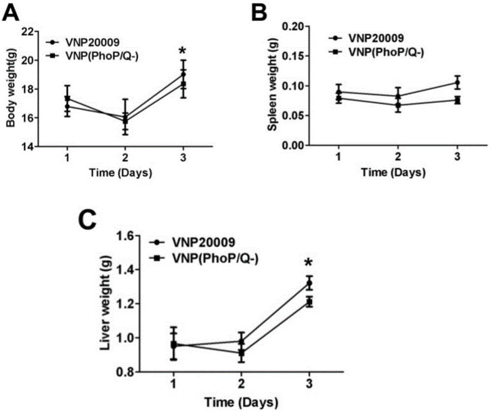 Salmonella strain used for RNA interference in mammalian cells, preparation method and application of salmonella strain