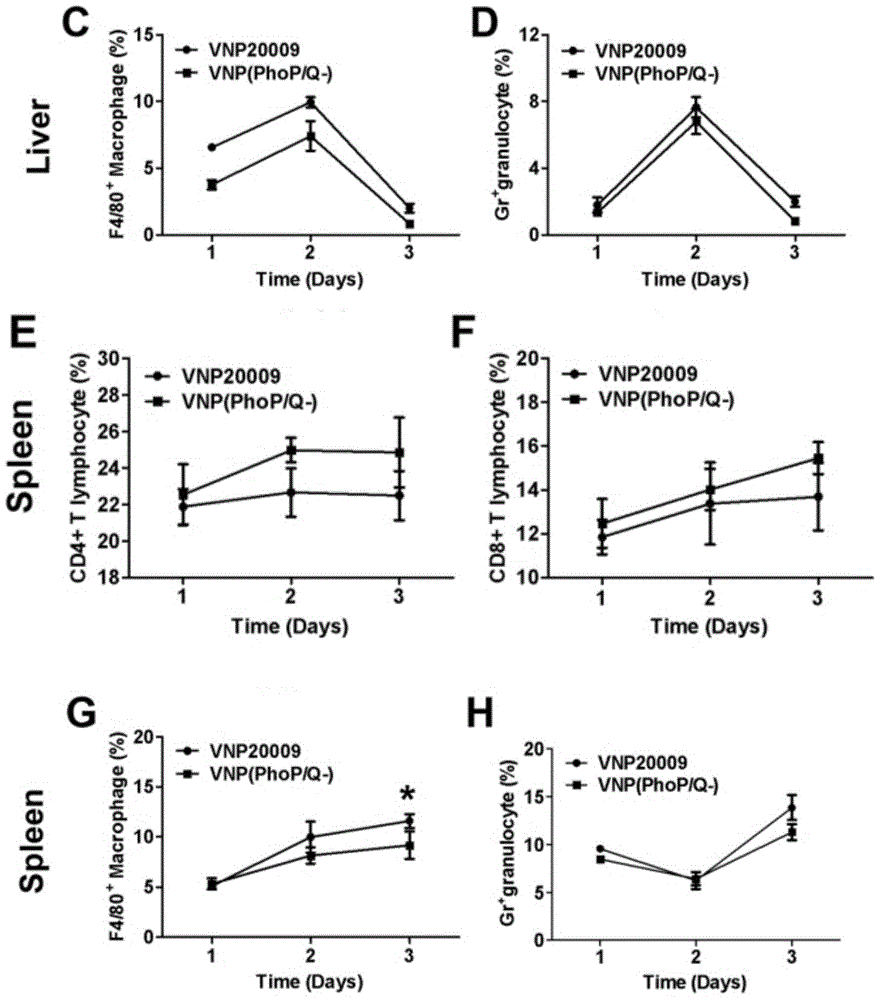 Salmonella strain used for RNA interference in mammalian cells, preparation method and application of salmonella strain