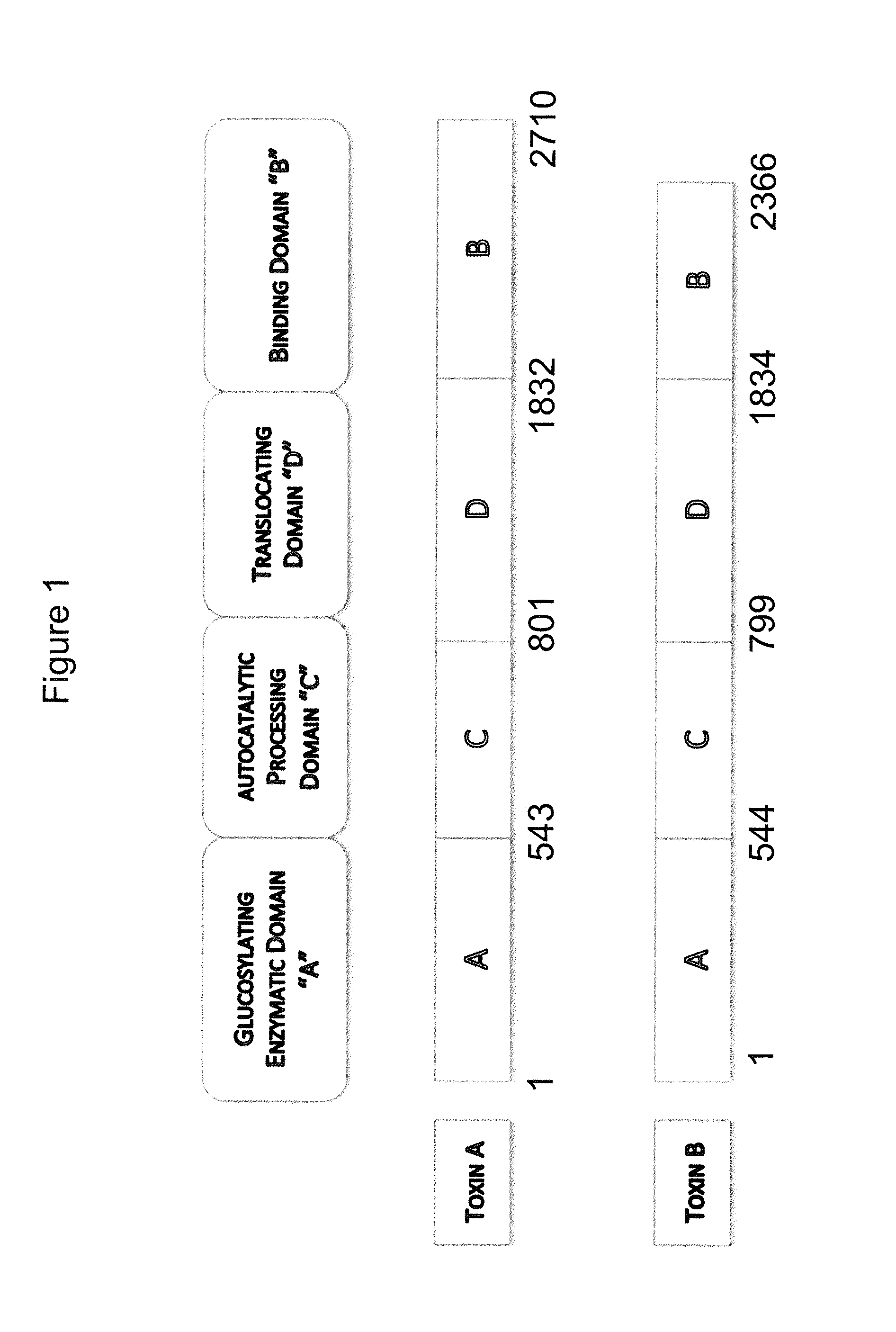 Human antibodies to <i>Clostridium difficile </i>toxins