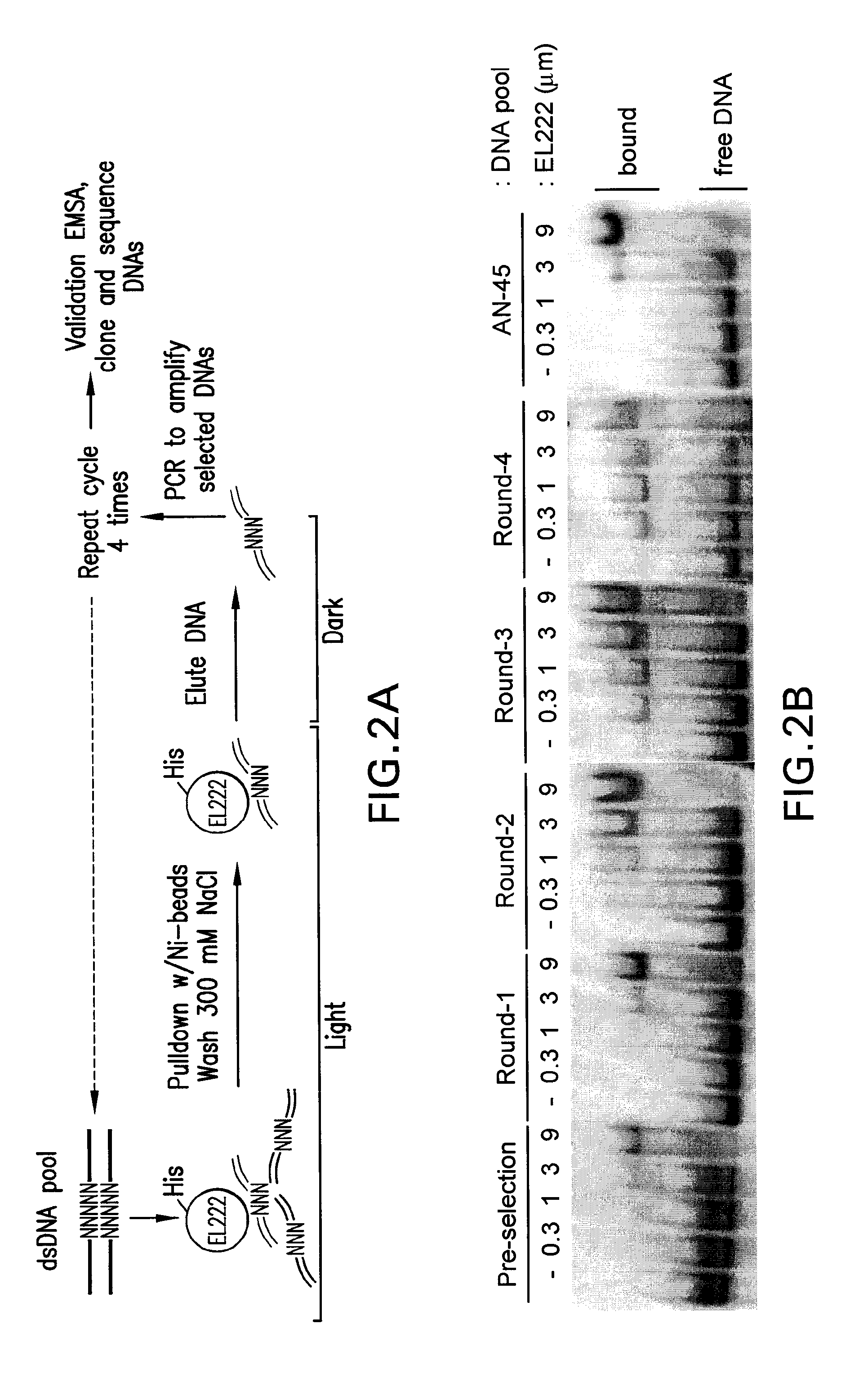 Blue-light inducible system for gene expression