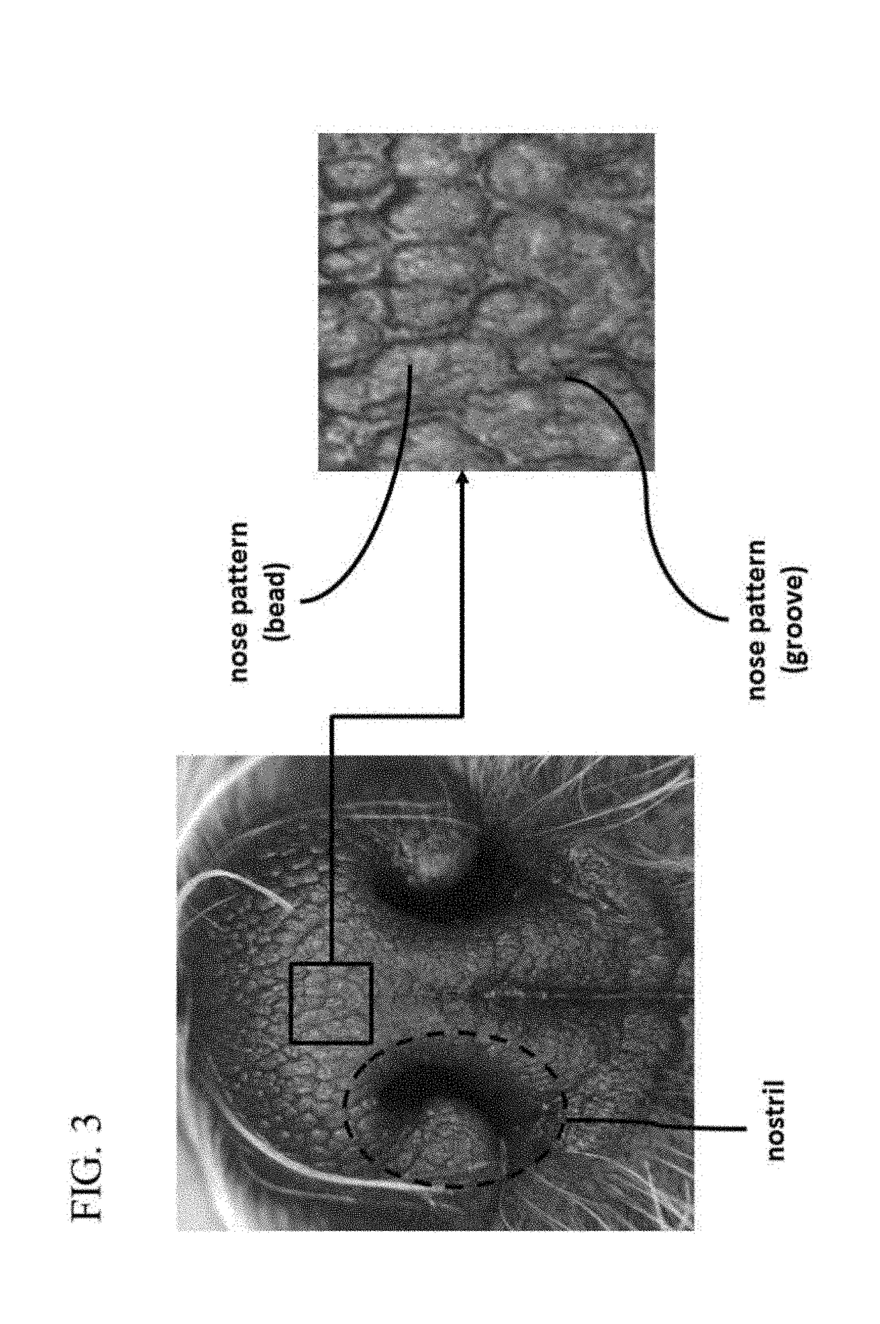 Device and method for recognizing animal's identity by using animal nose prints