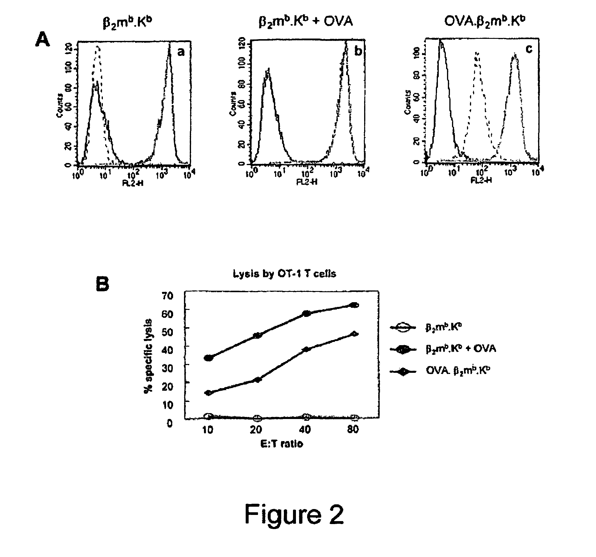 Single chain trimers and uses therefor