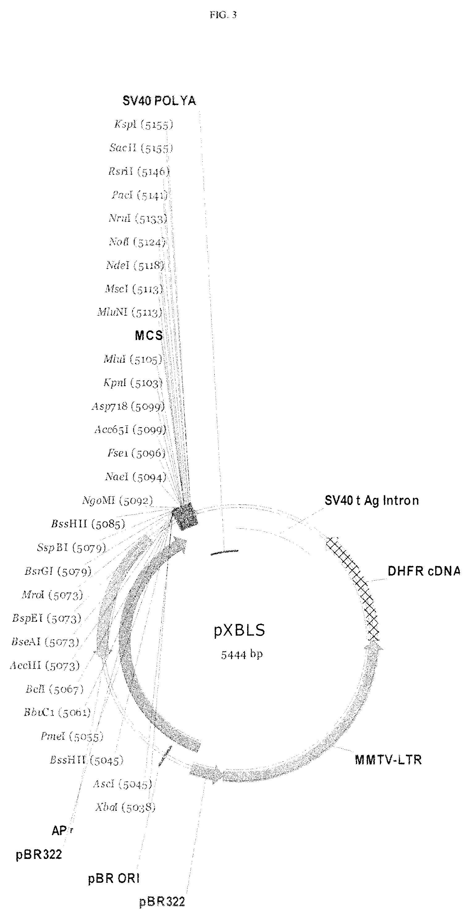 Plasmid system for multigene expression