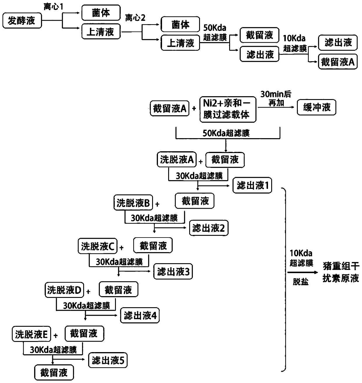 Post-extraction process for swine alpha-interferon