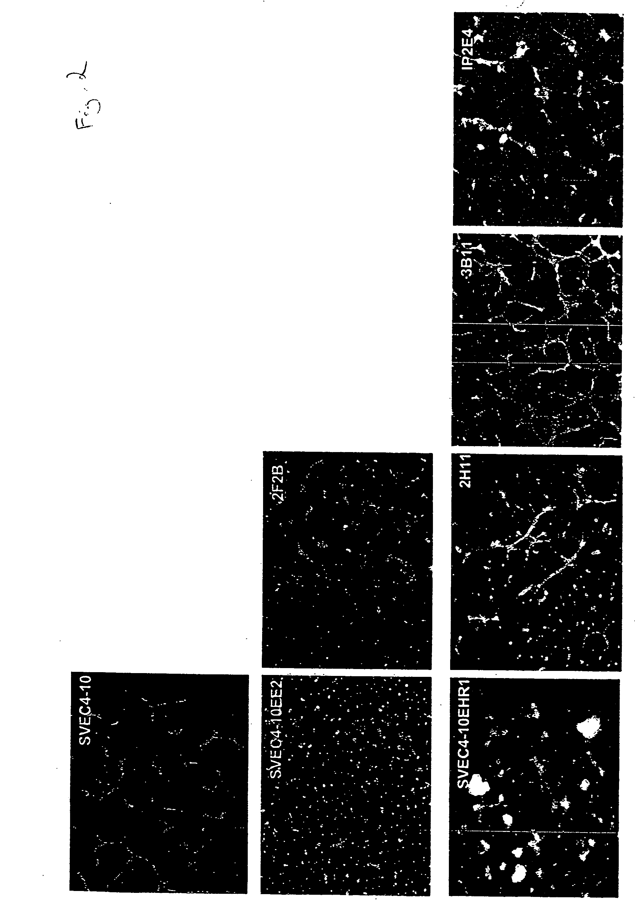 Mammalian endothelial cell model systems