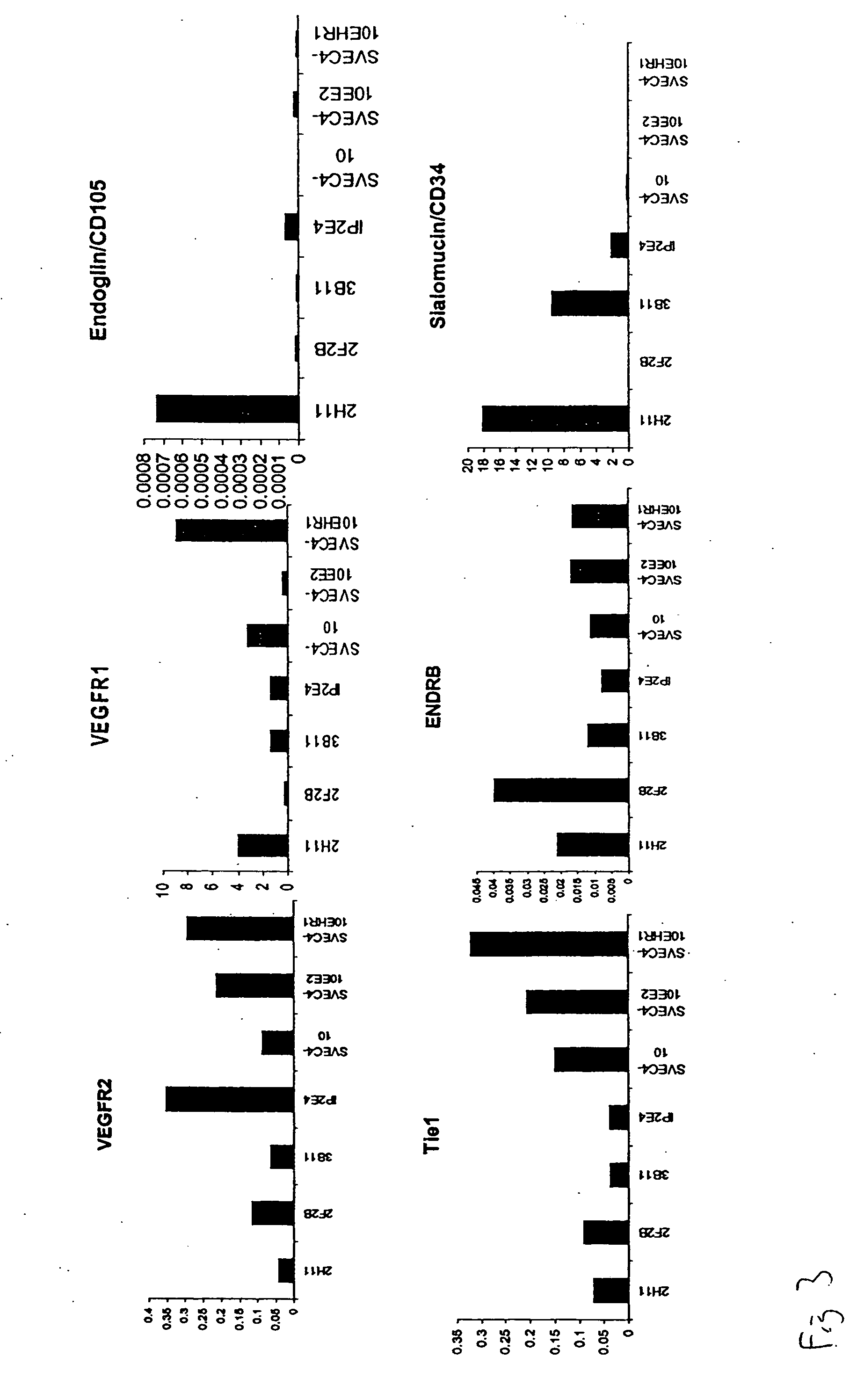 Mammalian endothelial cell model systems