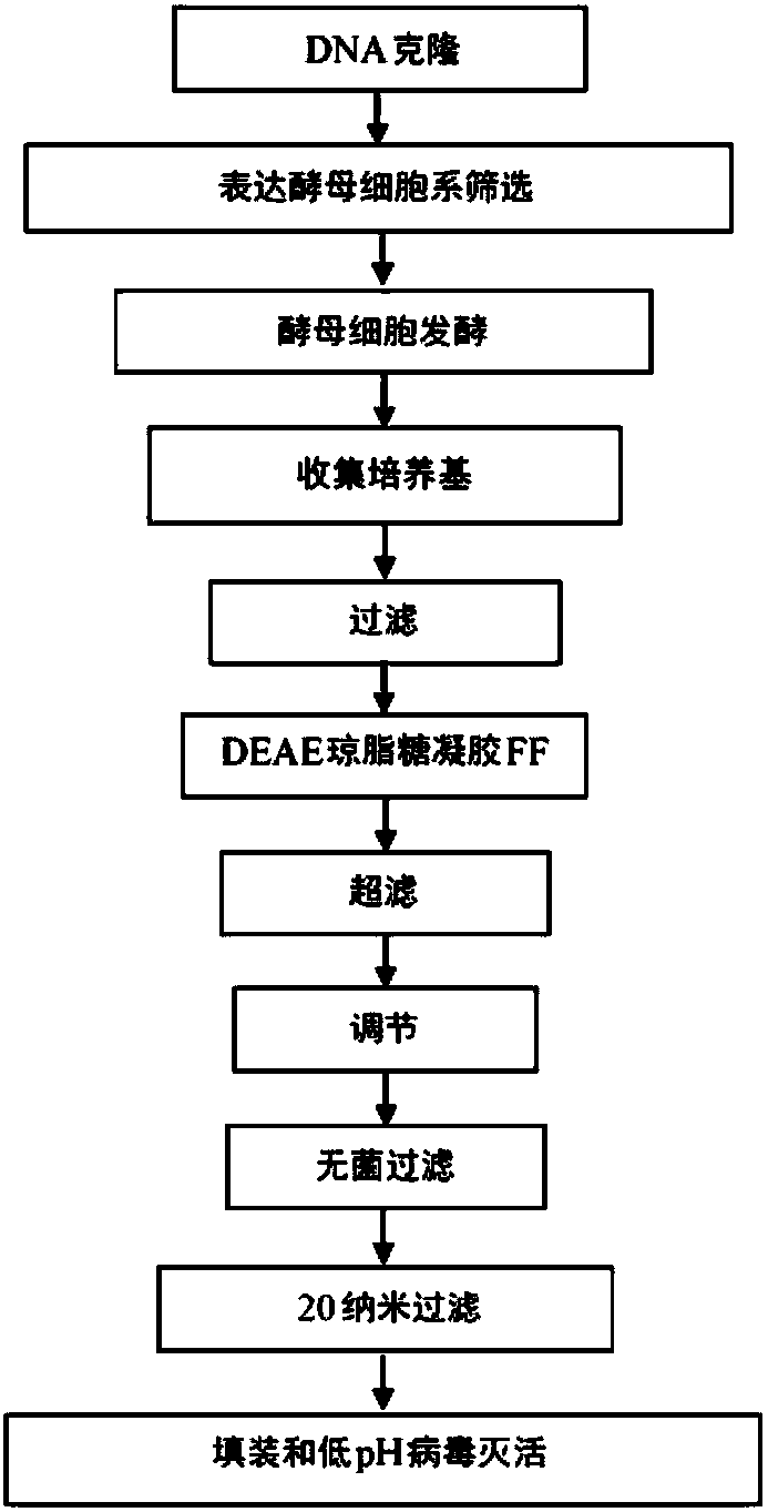 Process of cloning and further purification to make a recombinant intravenous immunoglobulin