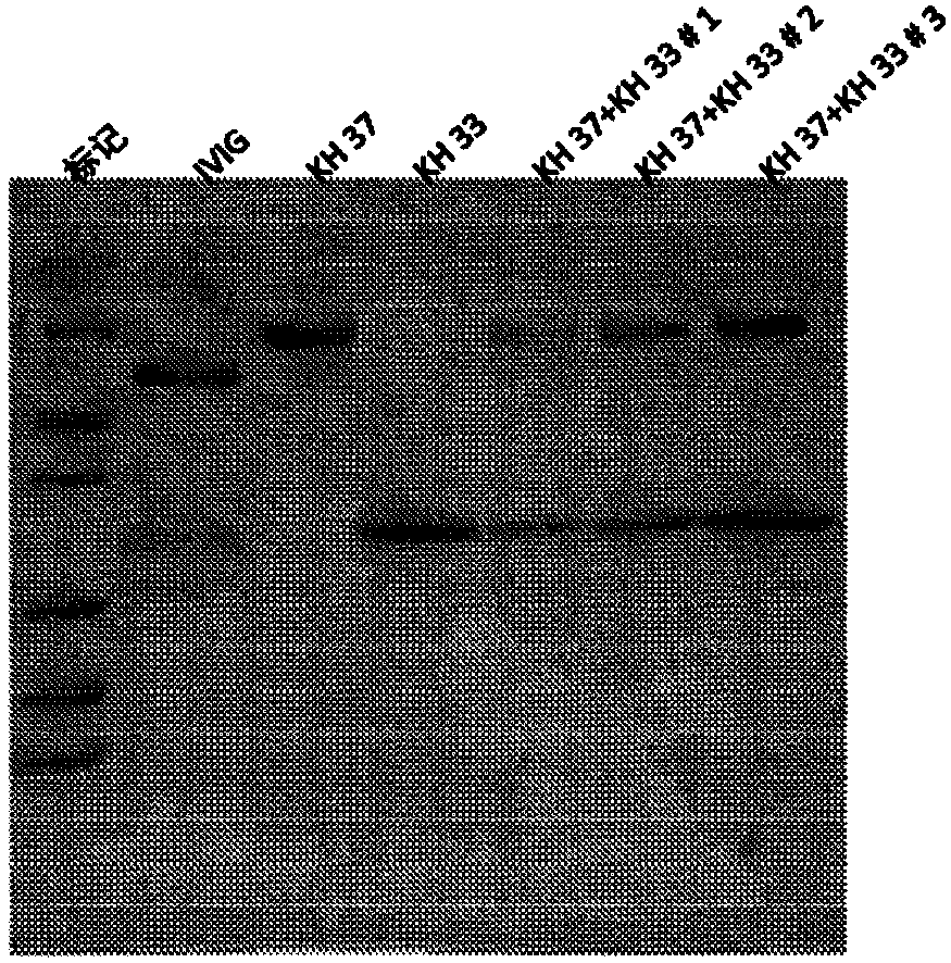 Process of cloning and further purification to make a recombinant intravenous immunoglobulin