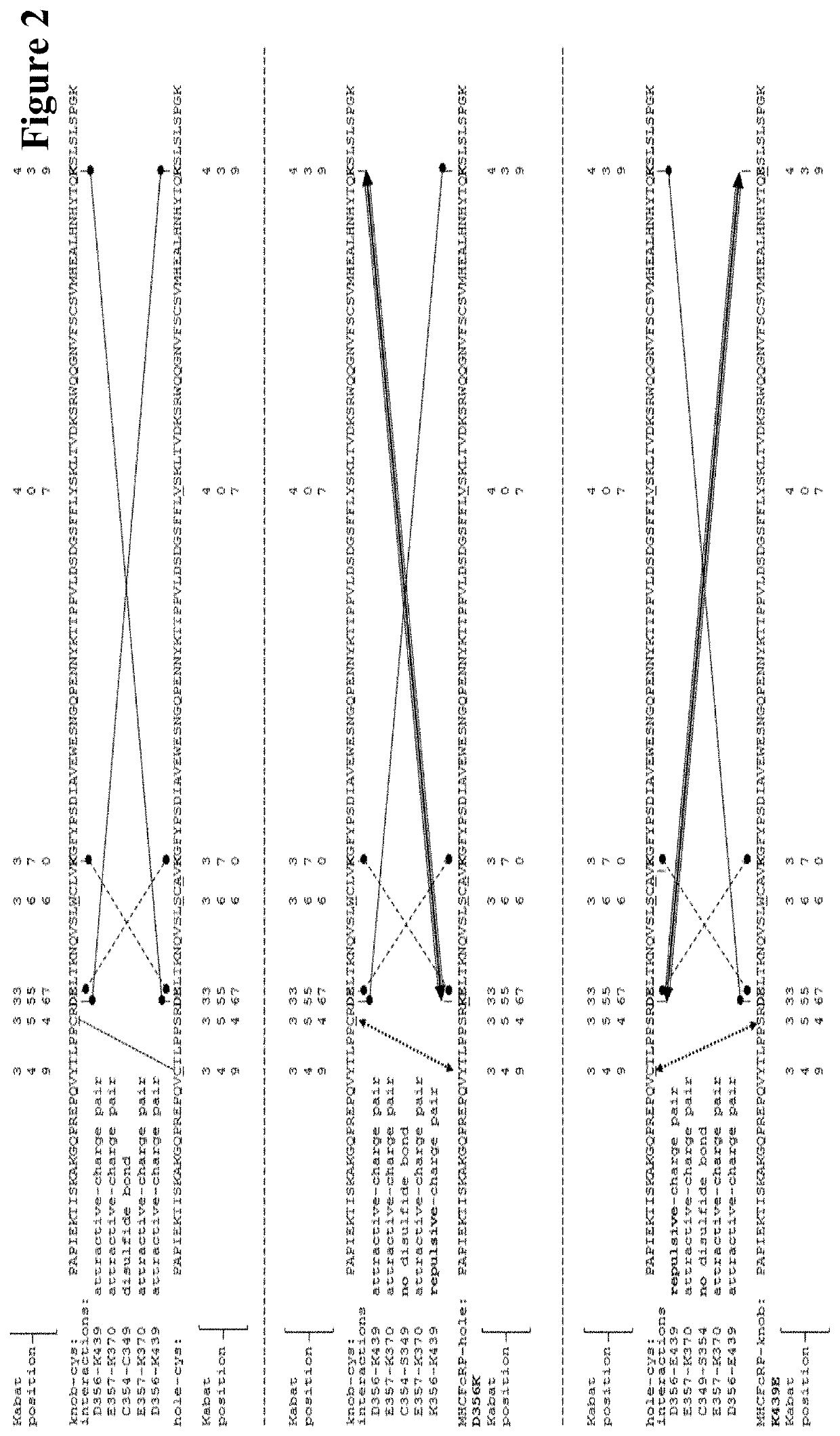 Method for in vivo generation of multispecific antibodies from monospecific antibodies