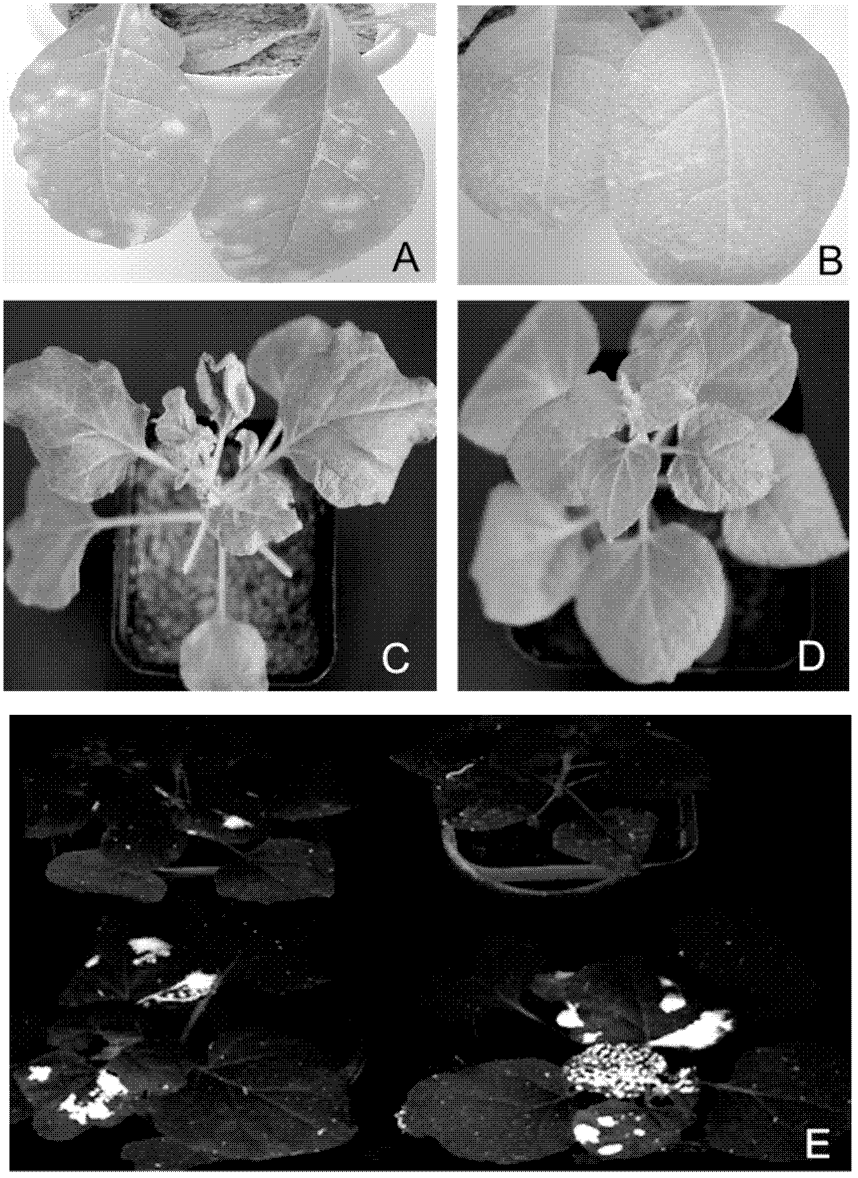 Method for preparing broad-spectrum plant virus-resistant transgenic plant and application