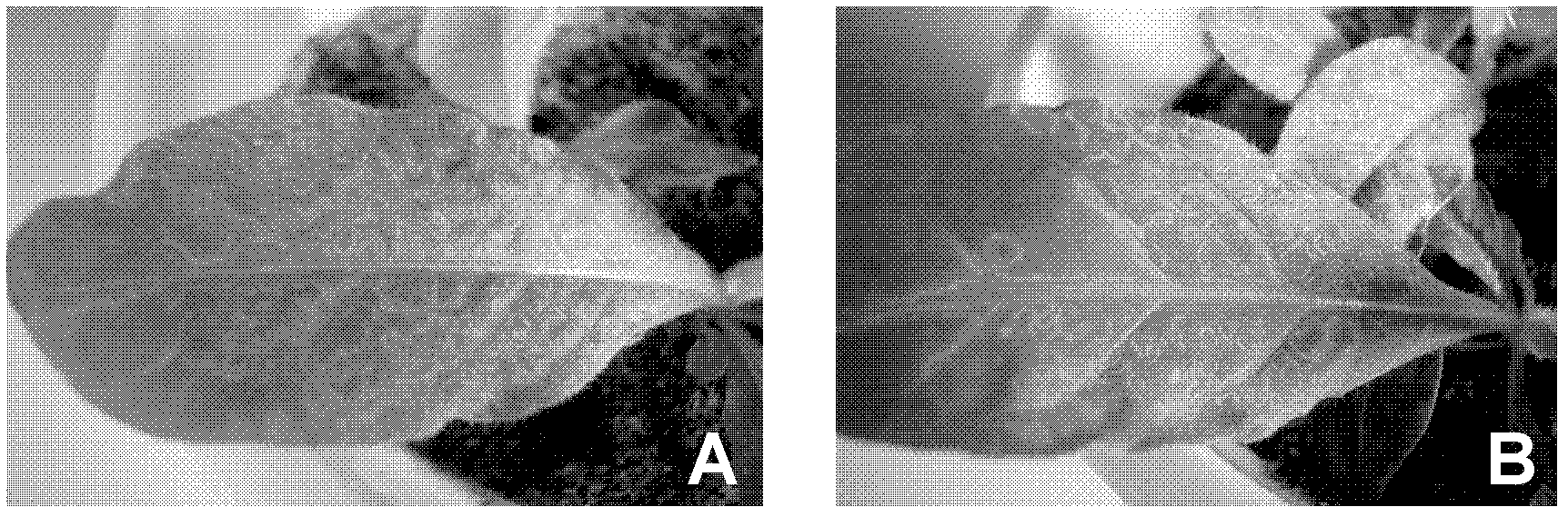 Method for preparing broad-spectrum plant virus-resistant transgenic plant and application