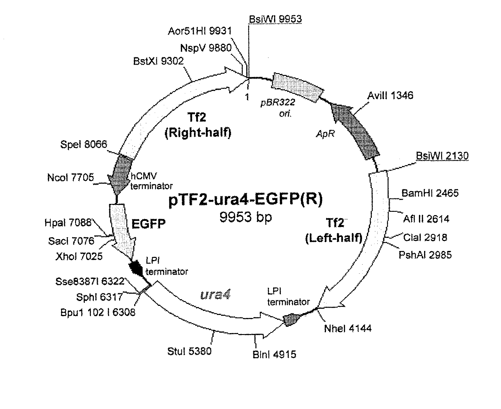 Method for transforming schizosaccharomyces pombe, transformant of schizosaccharomyces pombe and method for producing heterologous protein