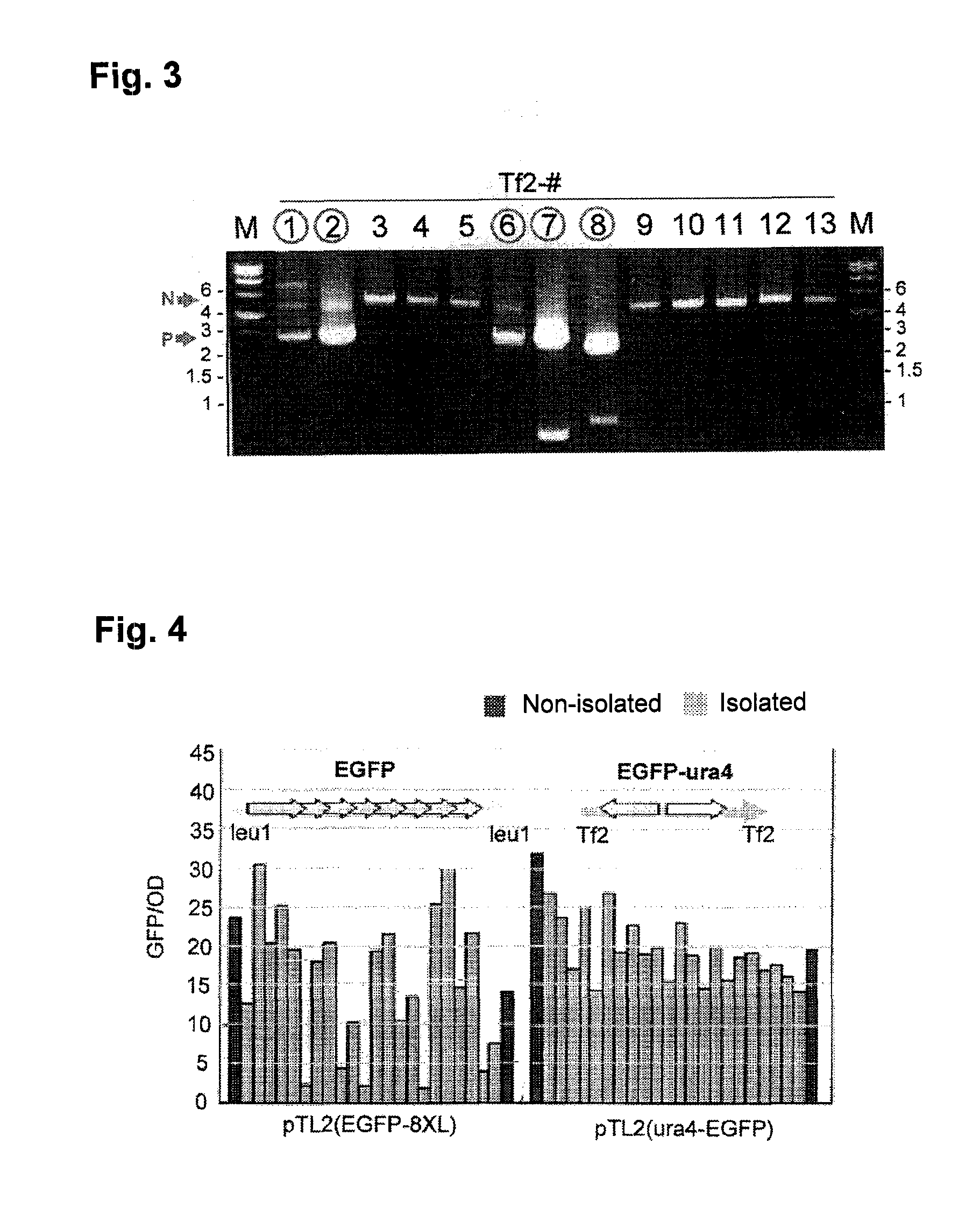 Method for transforming schizosaccharomyces pombe, transformant of schizosaccharomyces pombe and method for producing heterologous protein