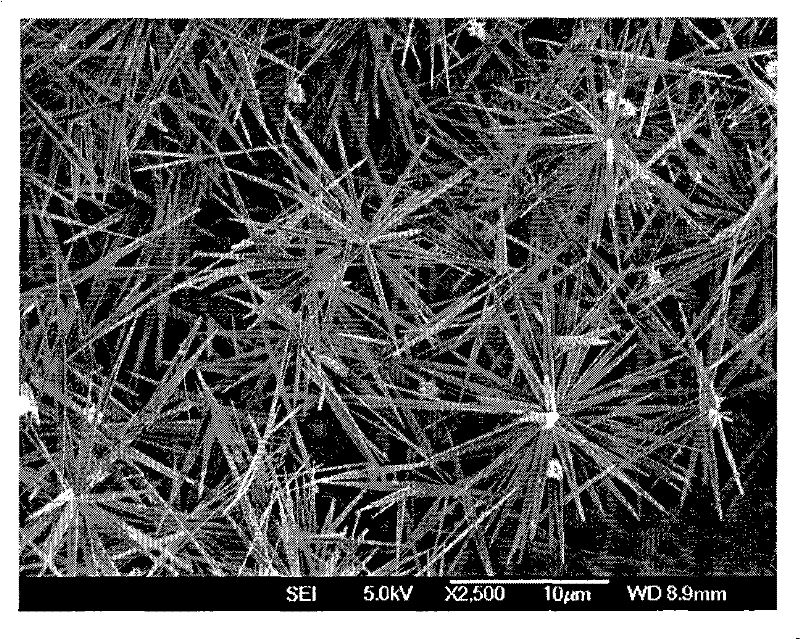 Water polyurethane base flower cluster-shaped zinc oxide nanometer whisker antibiotic composite material, preparation method and use thereof