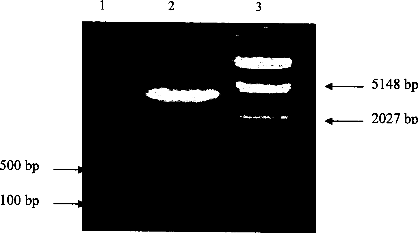 Plant anther specific promoter and its application