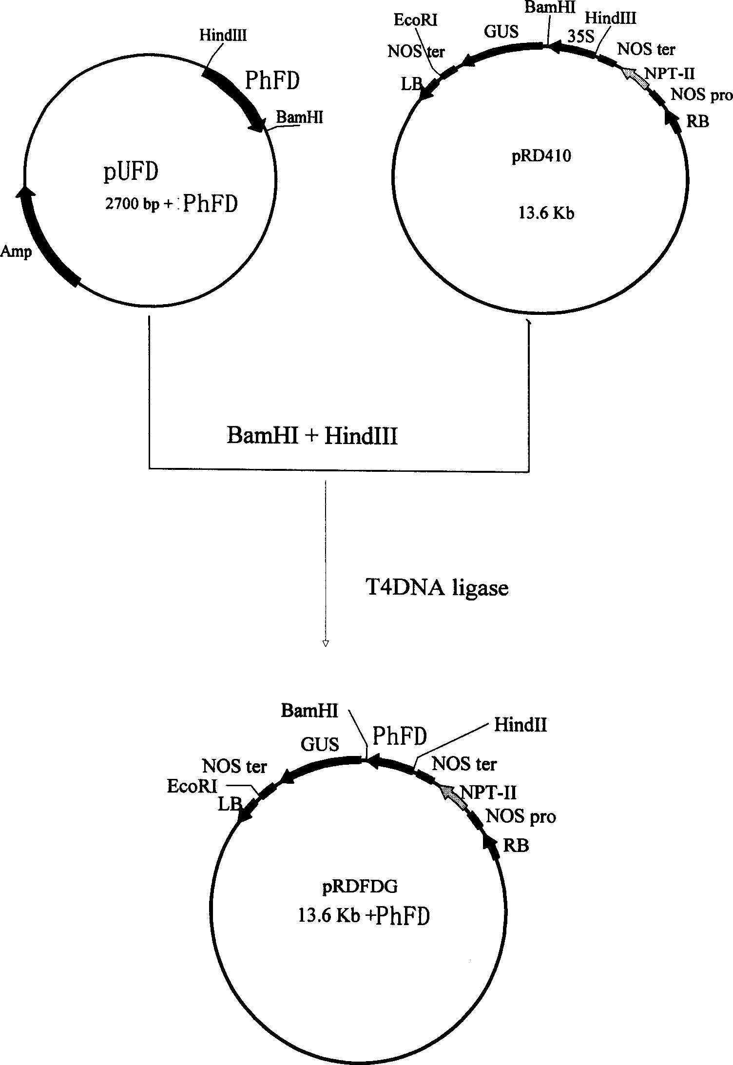 Plant anther specific promoter and its application