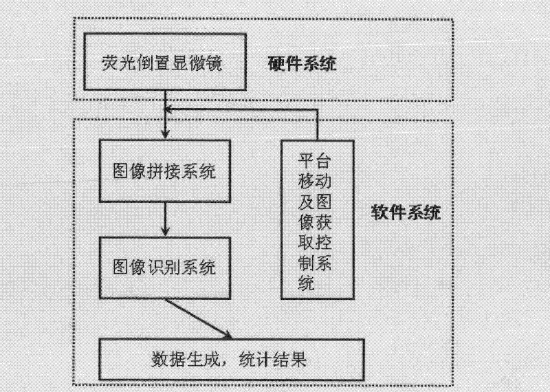 Hepatoxic substance sieving and evaluating method based on fluorescence labeling