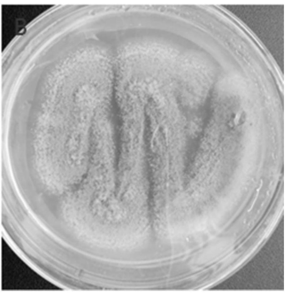 A strain of Aspergillus oryzae and its application