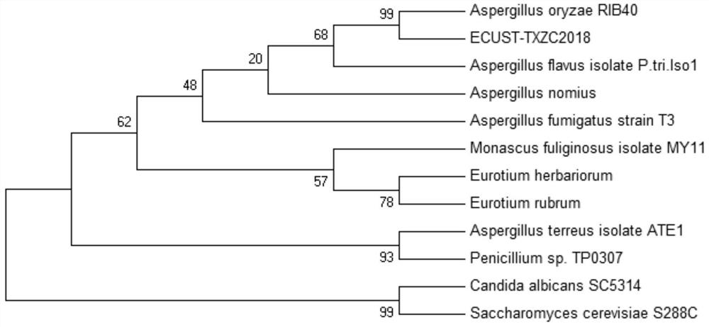 A strain of Aspergillus oryzae and its application