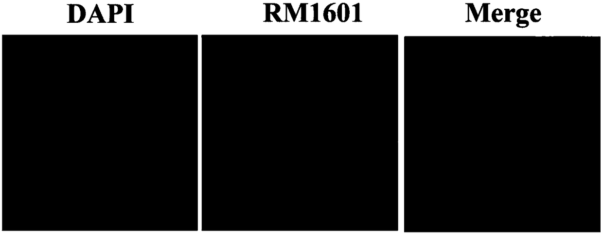 Alkynyl-containing ruthenium complex as well as synthesis method and application thereof