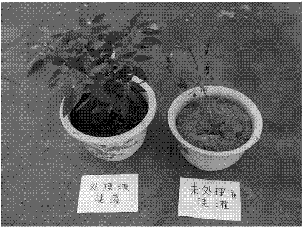 Method for treating fermentation waste liquid of marigold flowers