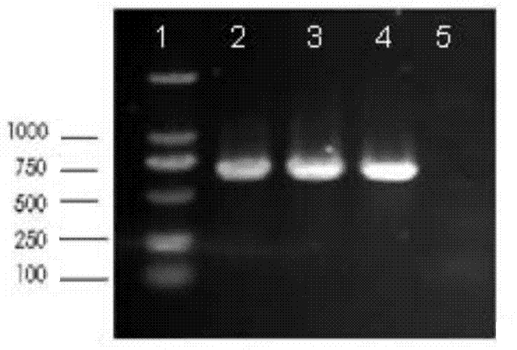 Acidithiobacillus caldus gene engineering strain and applications thereof