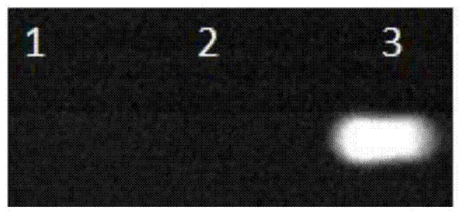 Acidithiobacillus caldus gene engineering strain and applications thereof