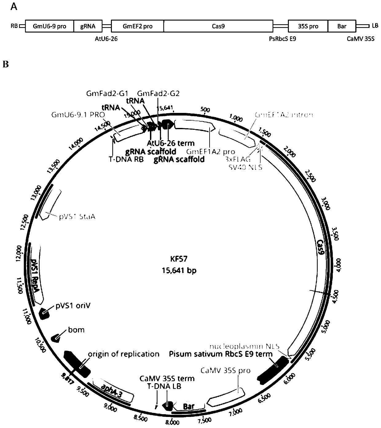 Genetic transformation, gene editing and analysis methods of main soybean varieties