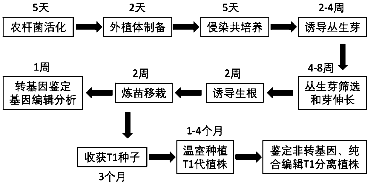 Genetic transformation, gene editing and analysis methods of main soybean varieties