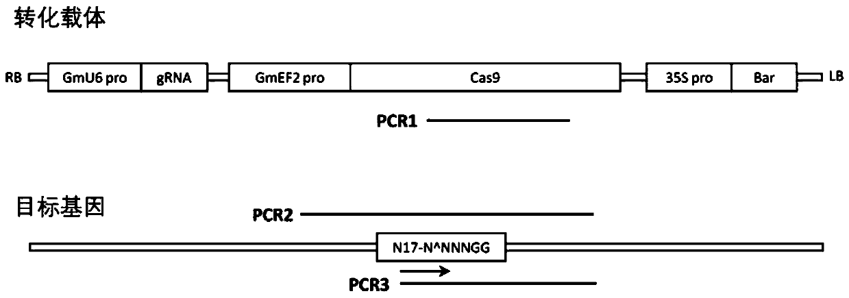 Genetic transformation, gene editing and analysis methods of main soybean varieties