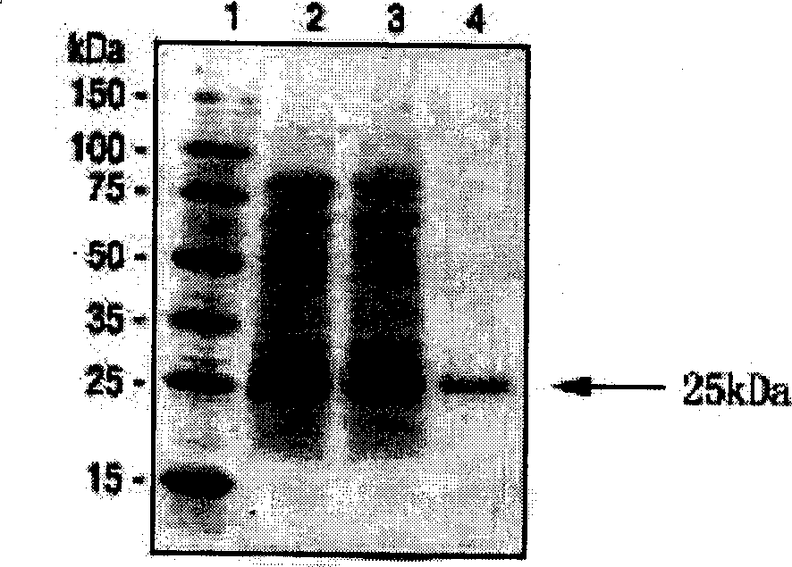 Polypeptide-human transmembrane glycopeptide 25 and polynucleotide for encoding such polypeptide