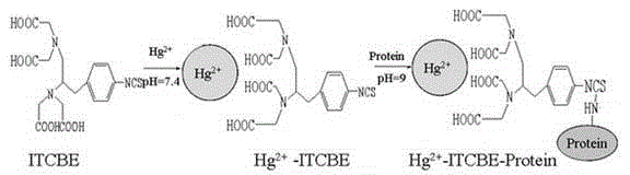 Indirect competitive ELISA kit for detecting mercury ions and preparation method thereof