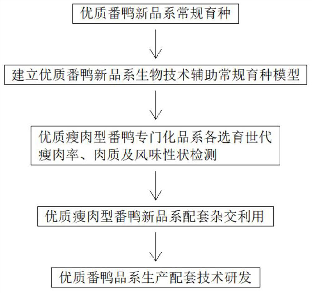 Lean type muscovy duck strain breeding method based on molecular marker