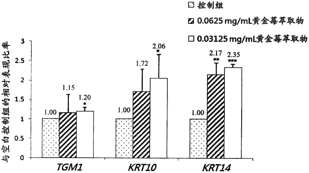 Application of golden berry extract in preparing composition for improving gene expression and mitochondrial activity