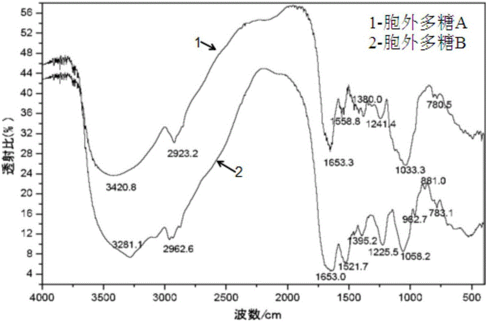 Method for extracting and isolating clostridium acetobutylicum exopolysaccharide