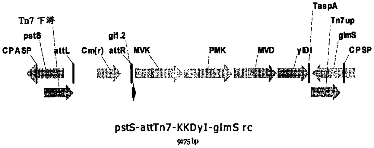 Isoprene synthase and gene encoding same and method for producing isoprene monomer