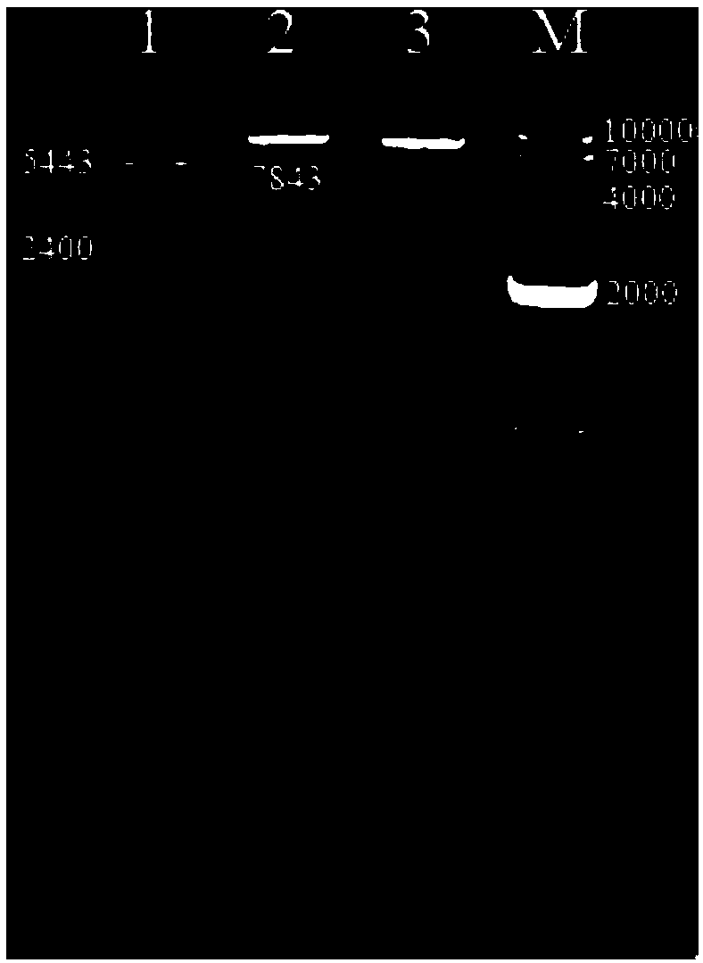 Preparation method and application of recombinant Vip Aa protein