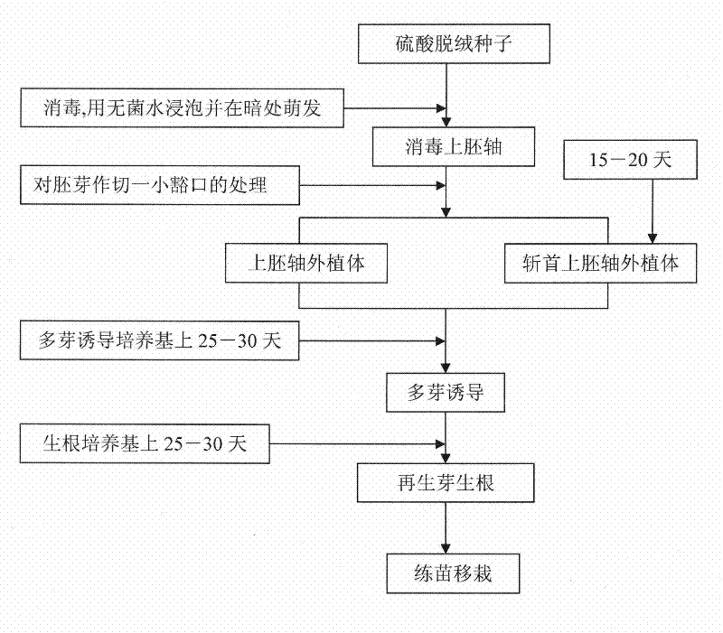 Direct polygerm-generation regeneration plant culture method by isolated culture of Xinjiang snow locus epicotyl