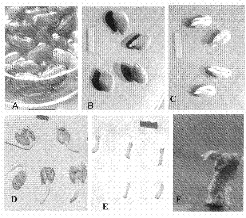 Direct polygerm-generation regeneration plant culture method by isolated culture of Xinjiang snow locus epicotyl